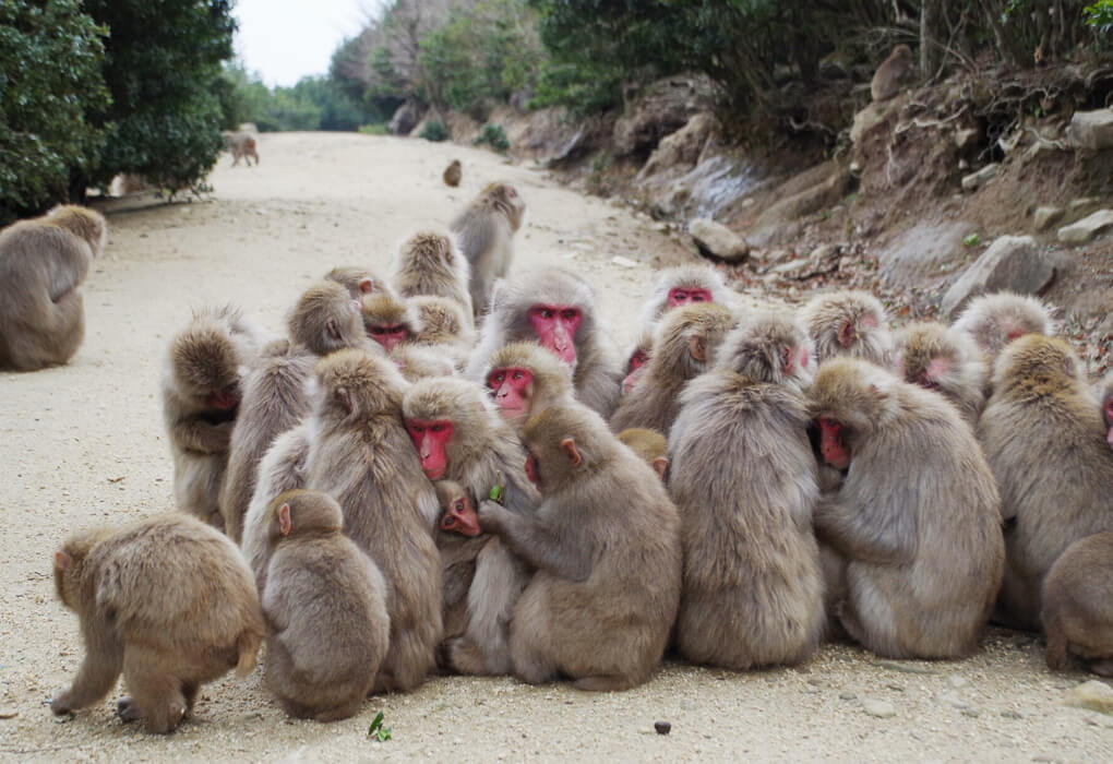 銚子渓のお猿