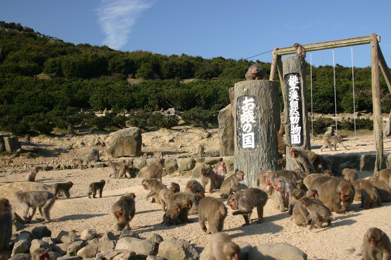 小豆島銚子渓　自然動物園お猿の国